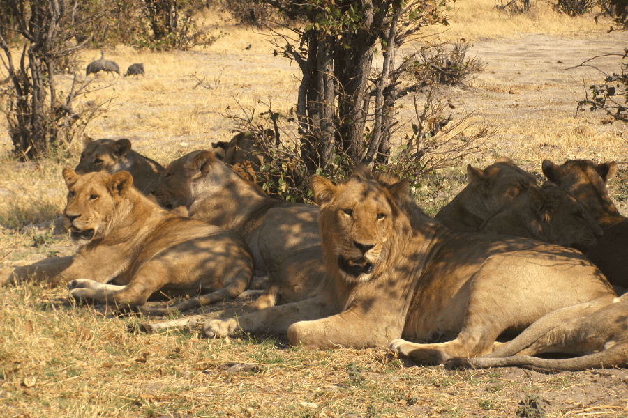 Lions on safari in Botswana Savuti