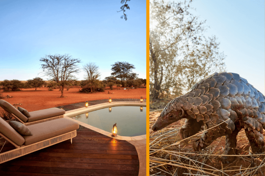 Private plunge pool overlooking malaria free Tswalu reserve