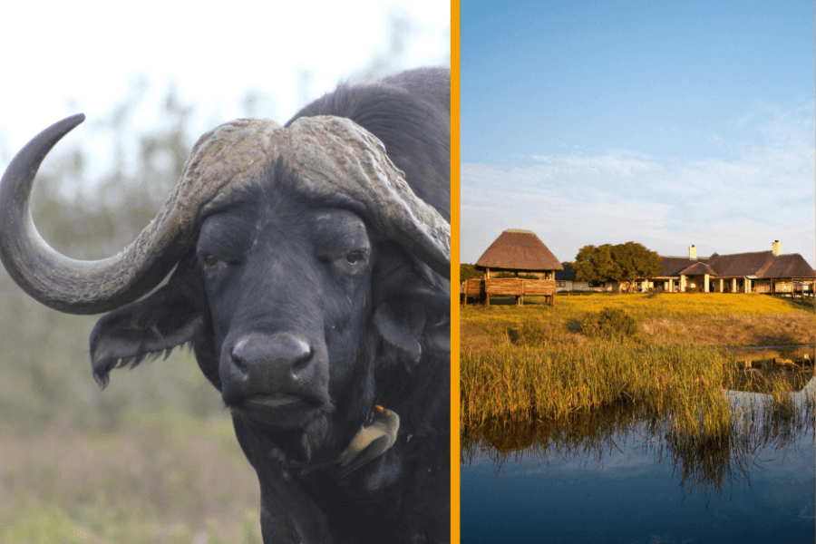 Safari accommodation in malaria free Amakhala reserve