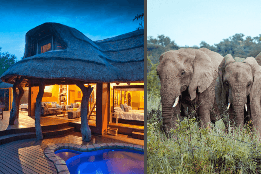 Nare Suite in malaria free Madikwe reserve