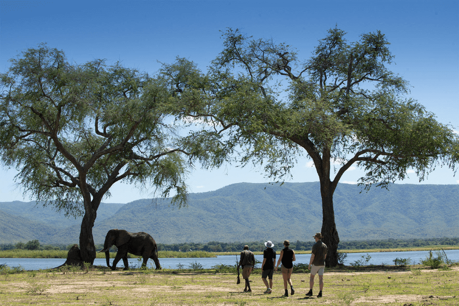 Walking Safari in Mana Pools