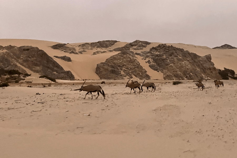 Namibia's Oryx