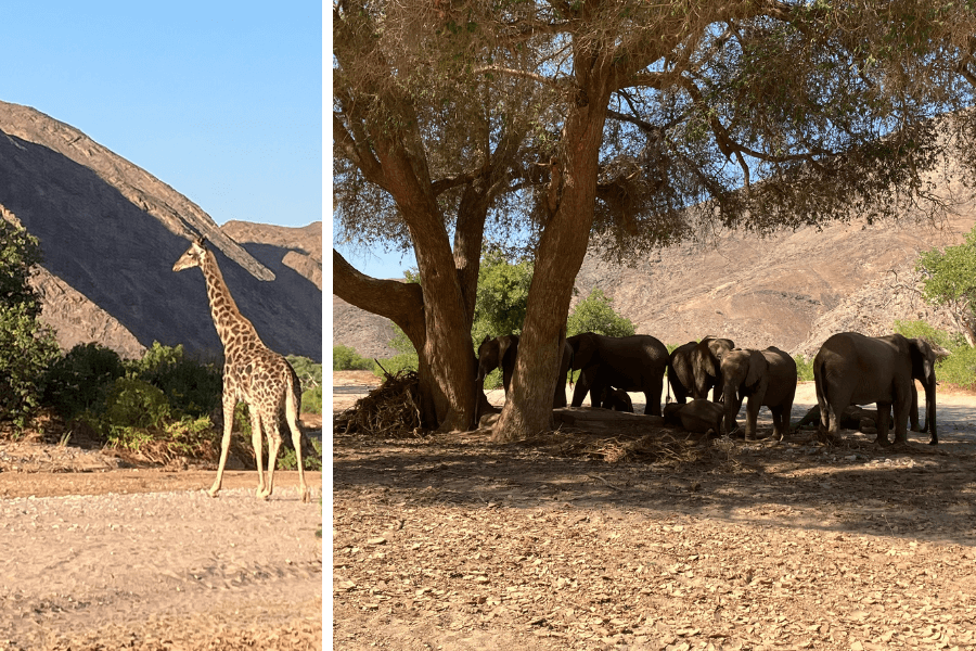 Exploring the Skeleton Coast wildlife