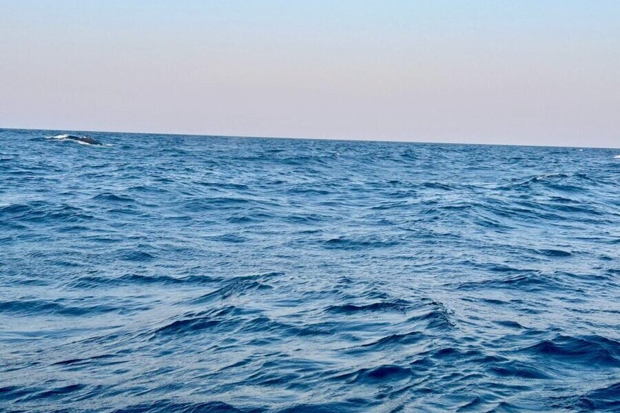 Whale watching in Mozambique