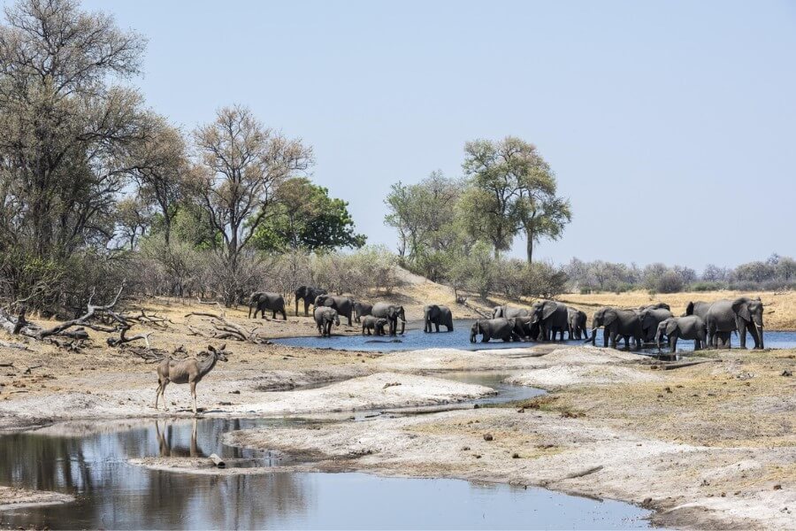Botswana’s Savute Channel began flowing only recently