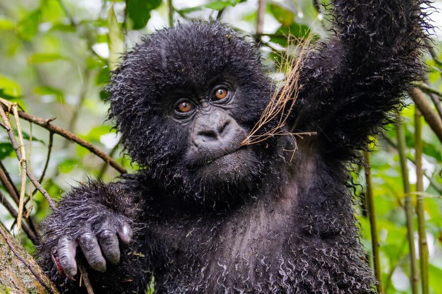 Gorilla trekking in Uganda or Rwanda