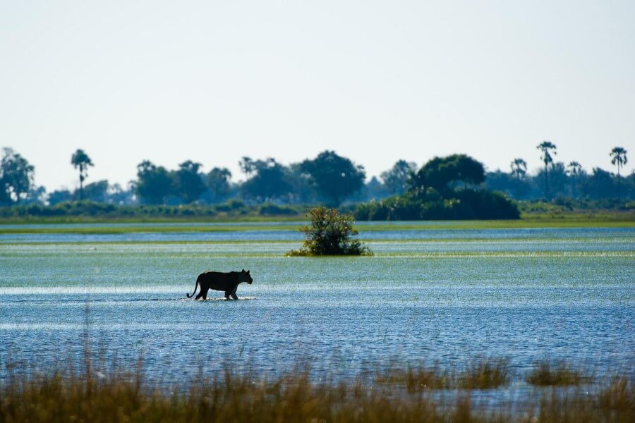 Best safaris along Africa's Rivers