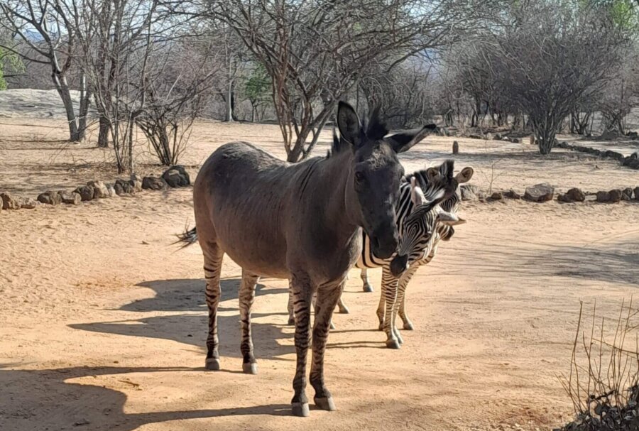 My Zimbabwe Experience included Zonkey