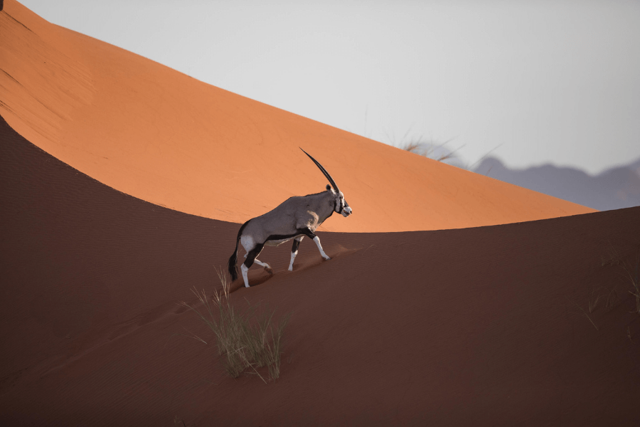 Oryx on Sossusvlei sand dunes