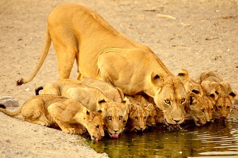 Botswana Travel with Kids six years