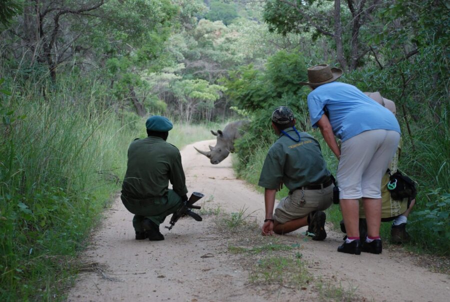 Rhino encounter - balancing act: the Matobo National Park
