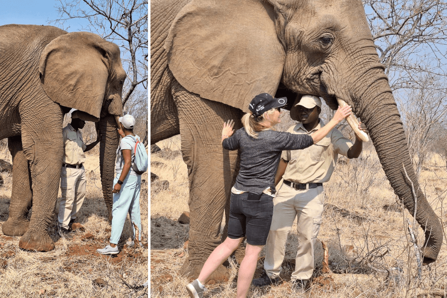 Elephant encounter one of Victoria Falls activities
