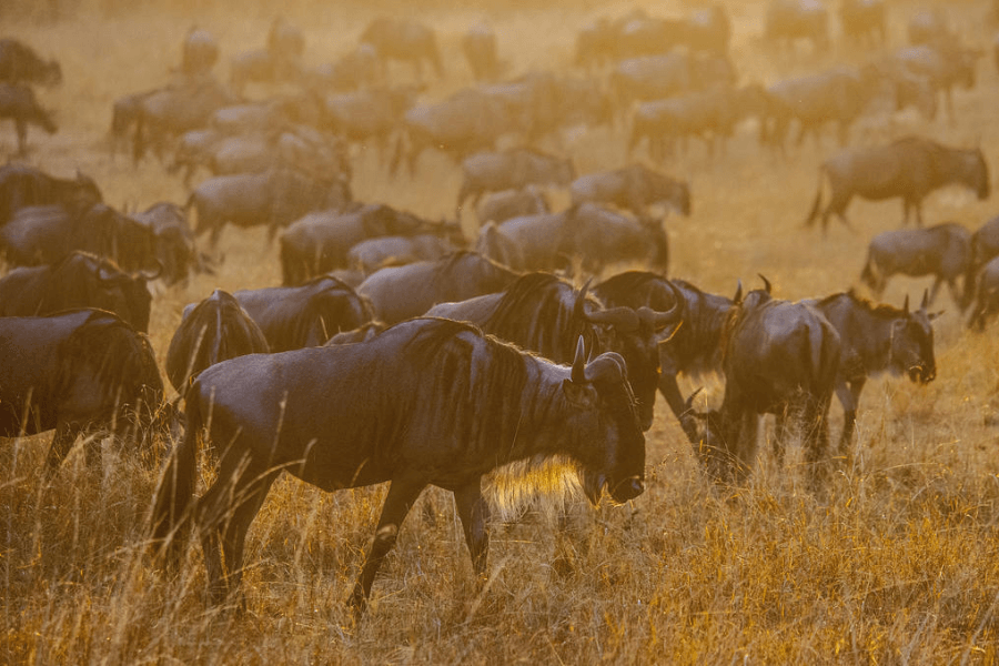 Wildebeest calving season in Ndutu region