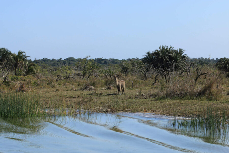 The wetlands are packed with diverse wildlife