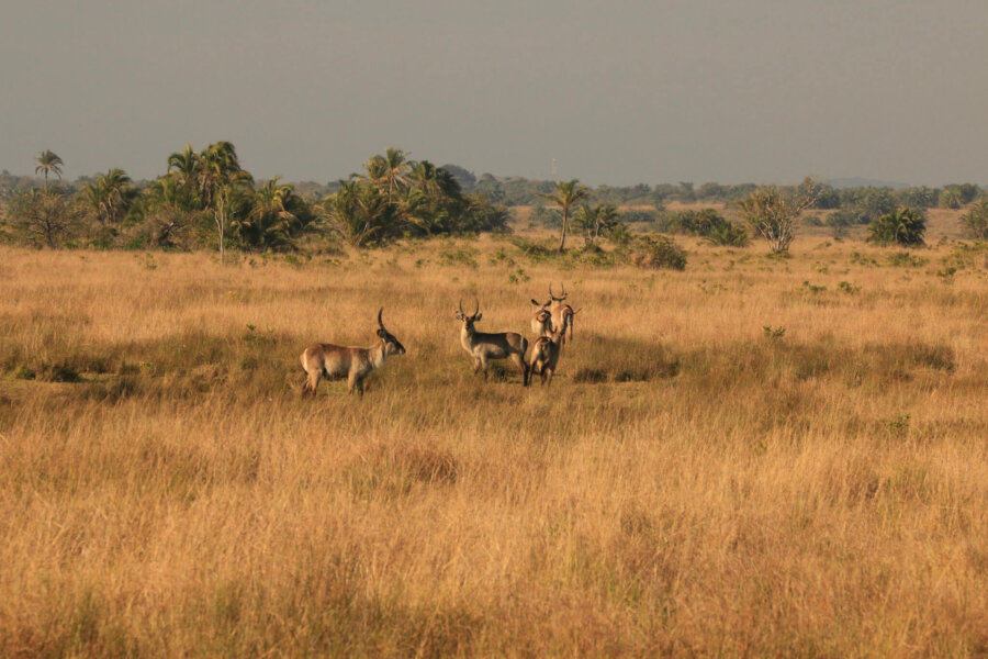Wildlife in Africa's largest estuary