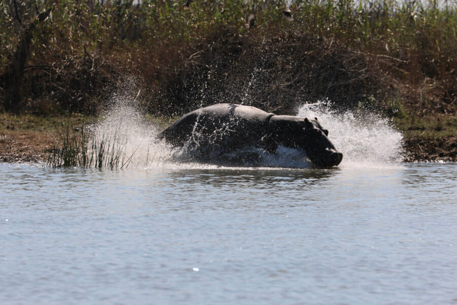 Isimangalizo wetlands are home to hippos