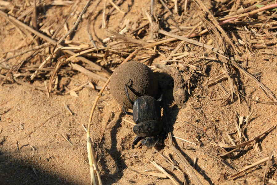 Kwazulu Natal dung beetles