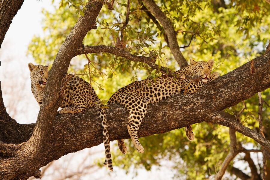 Leopards spotted on tree in Botswana