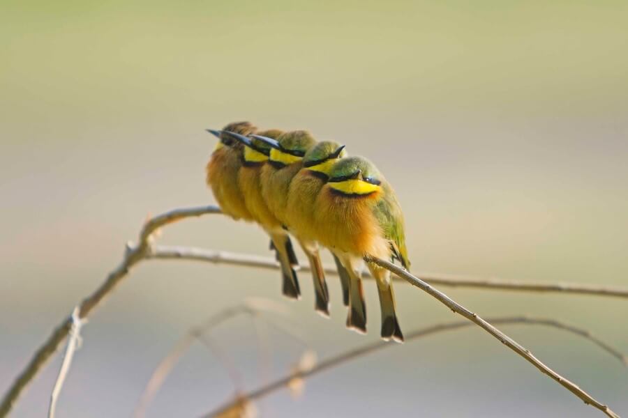 Birding in Southern Africa Shoulder season