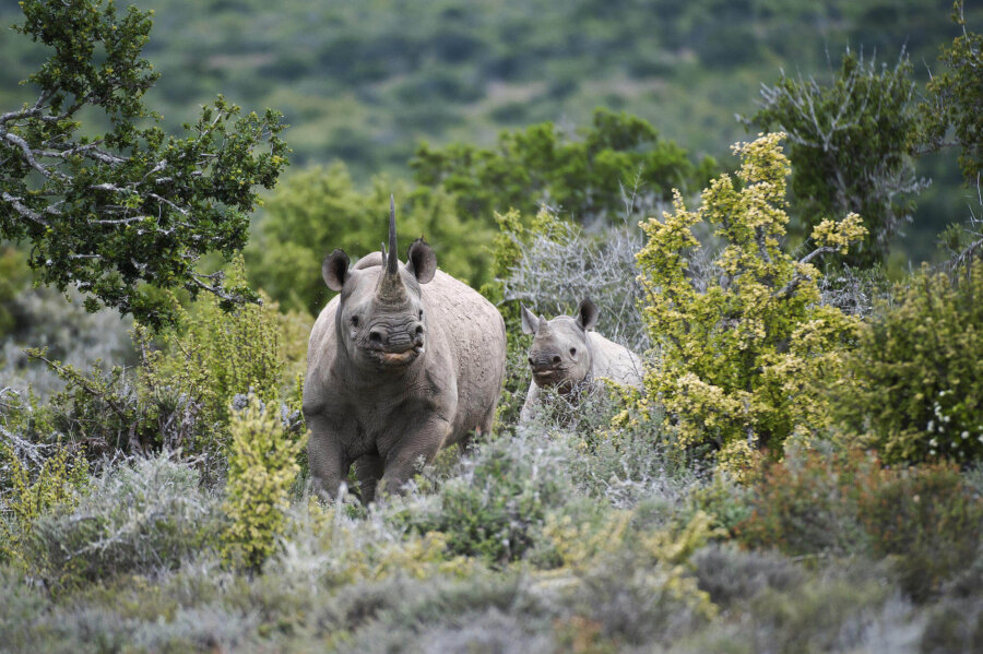 Rhinos are endangered