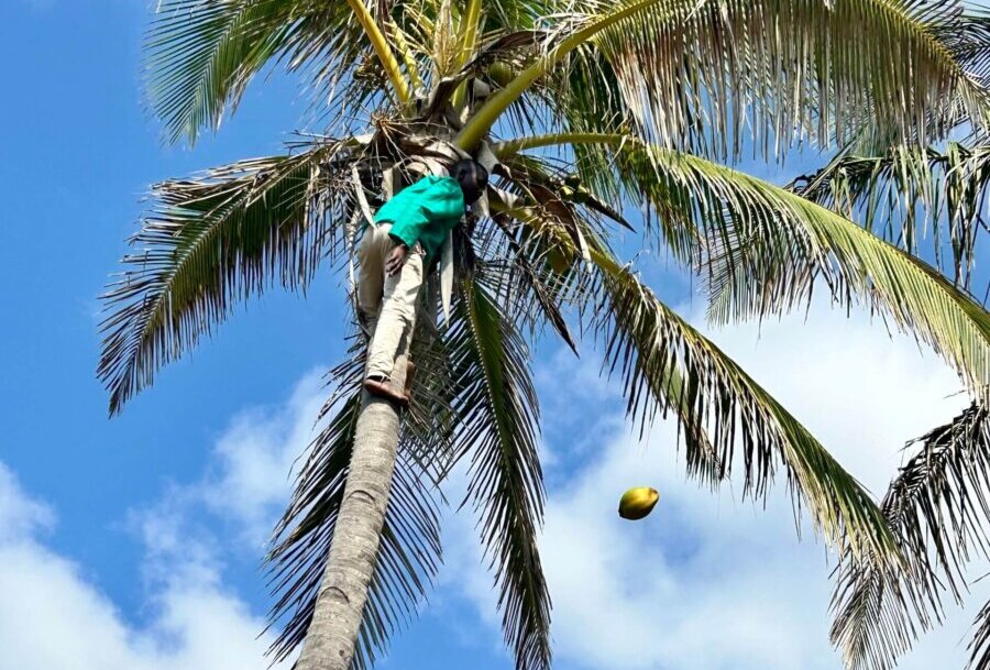 Coconut-cutting demonstration
