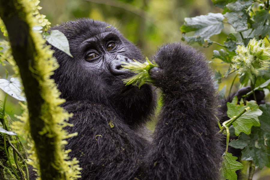 Safari Fever soulful gorilla
