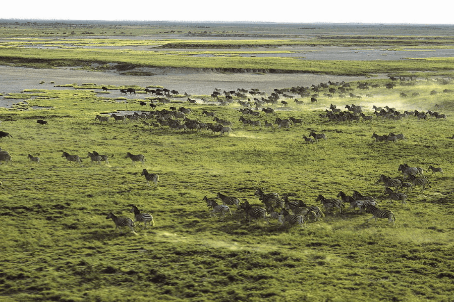 zebra migration in the Kalahari green and low season