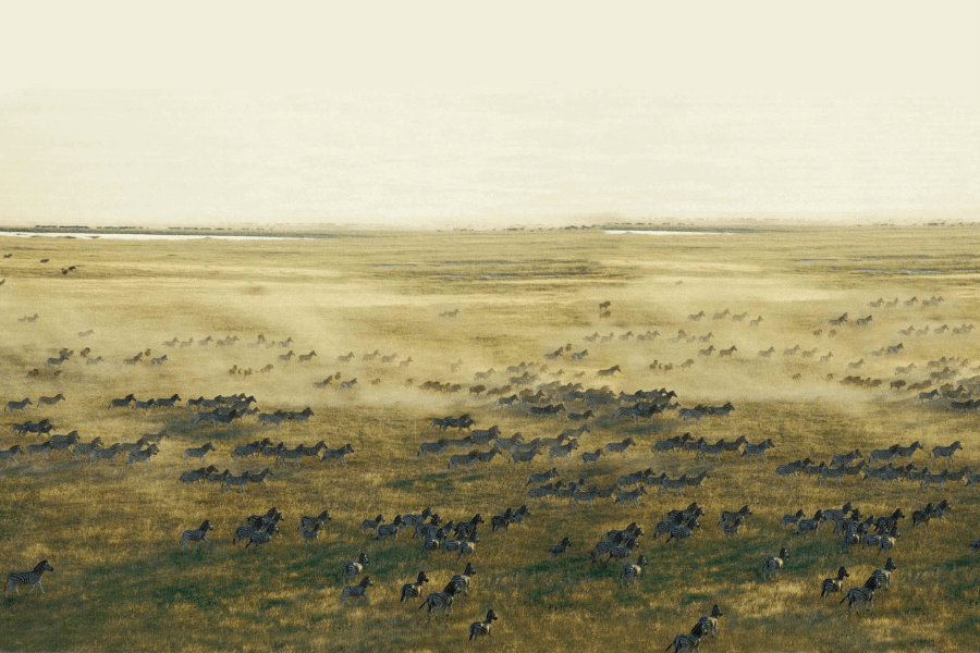 Zebra migration on the move