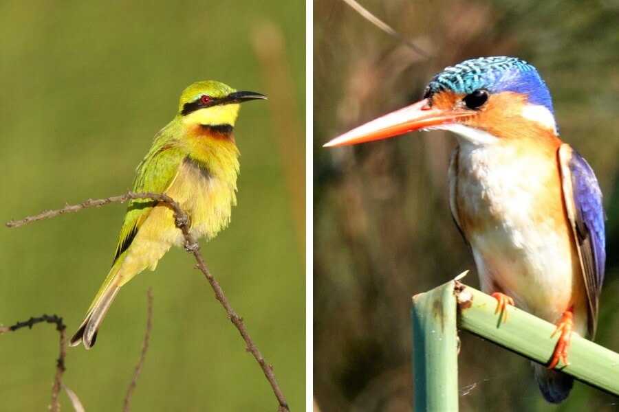 Okavango Delta is one of Africa's top birding destinations