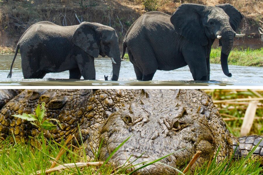 Elephants and crocodiles in Botswana's Okavango Delta