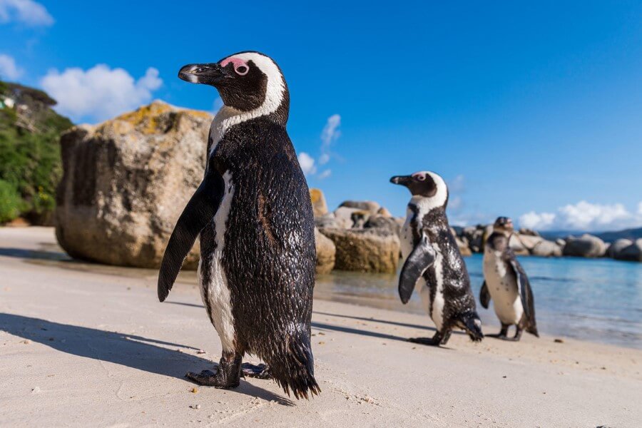 Cape Town is top birding destination for penguins