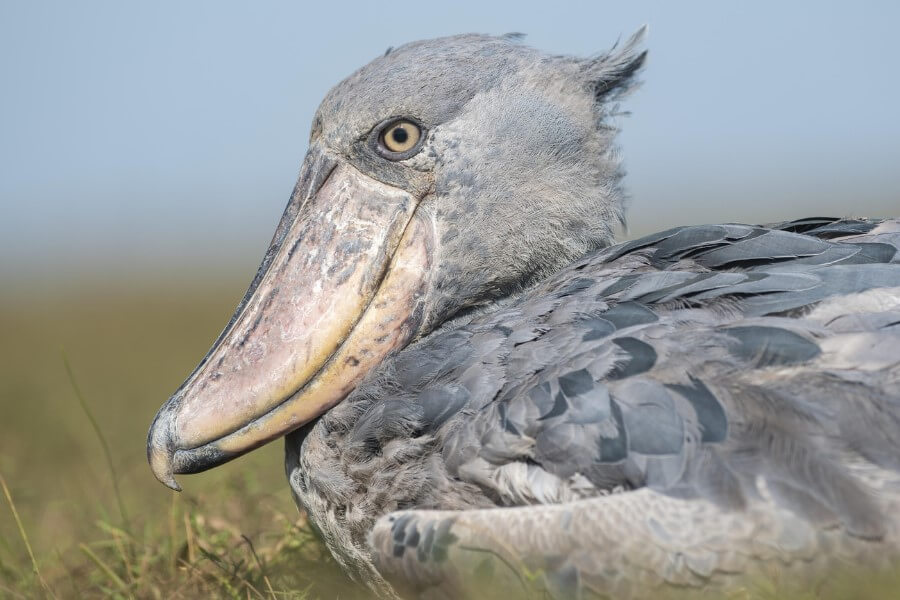 Uganda and Zambia are top birding destinations for the Shoebill Stork