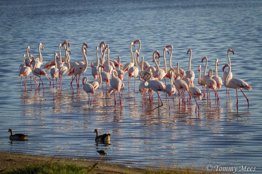 Africa's top birding destination for flamingos