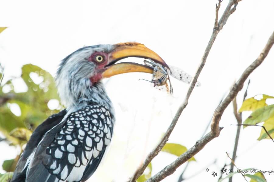 Africa is top birding destination for the yellow-billed hornbill