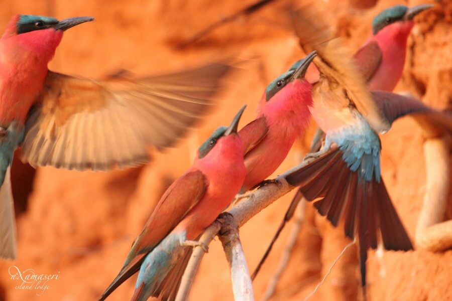 Southern carmine bee-eaters can be found in Botswana's Okavango and Zambia's Luangwa banks