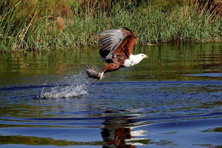 African fish-eagle rules Africa's Rivers