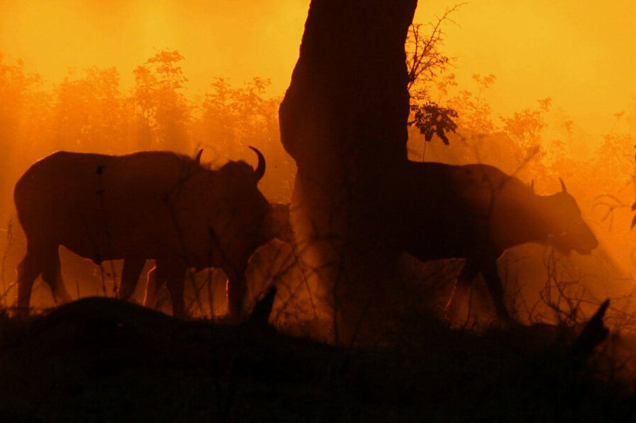 African buffalos in Amber season