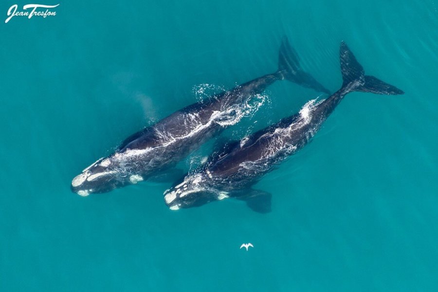 Aerial whale survey at South Africa De Hoop