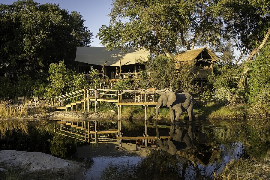 Elephant at Tubu Tree Lodge