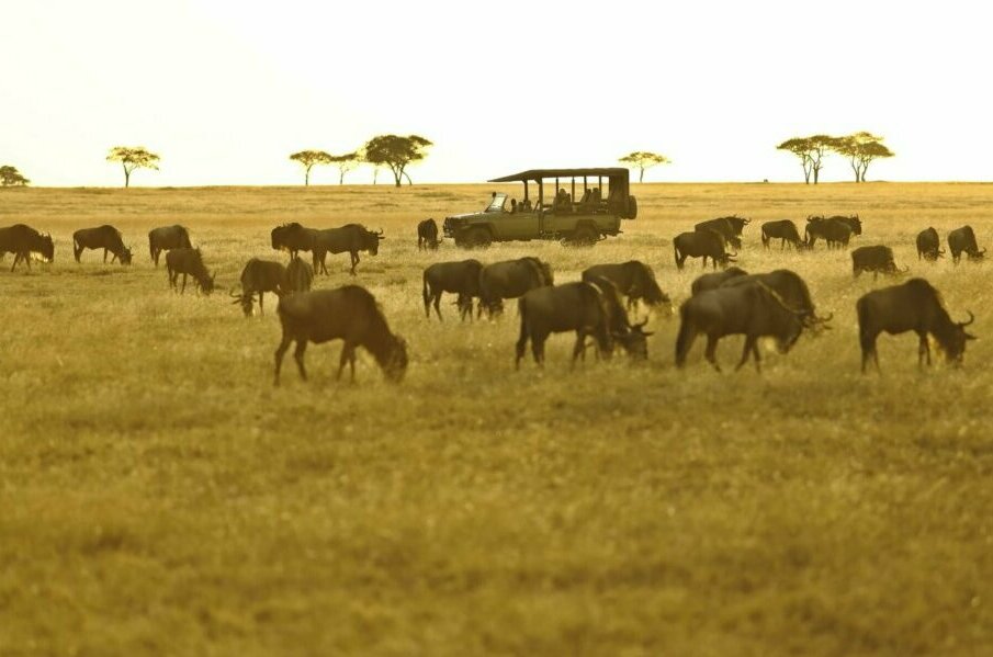 Wildebeest herd grazing in green season