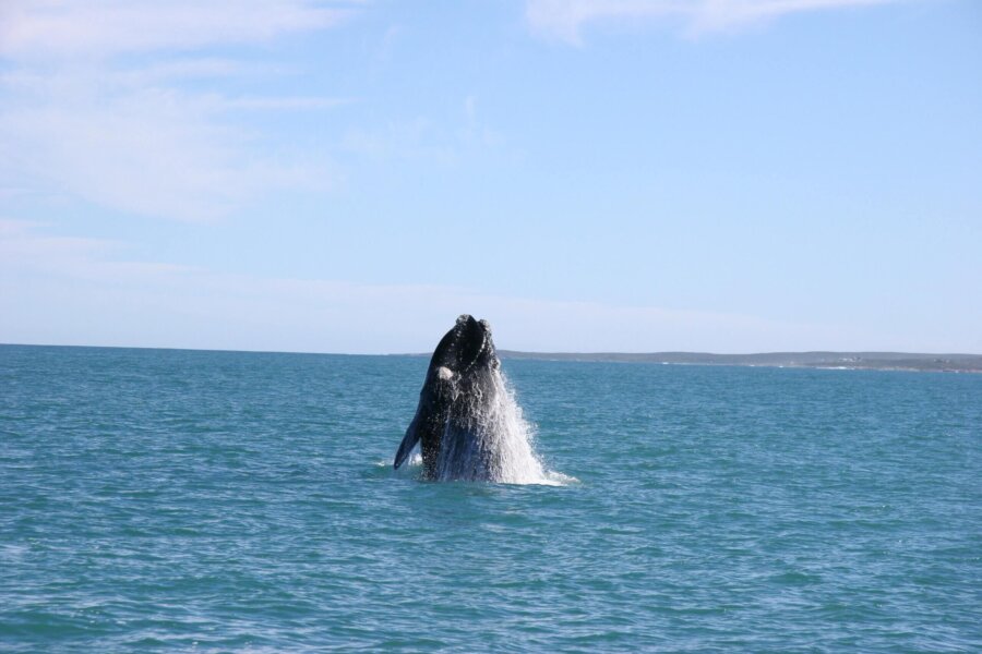 Whale breaching in Hermanus