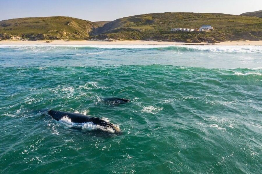 Cow and calf Southern Right whales at De Hoop