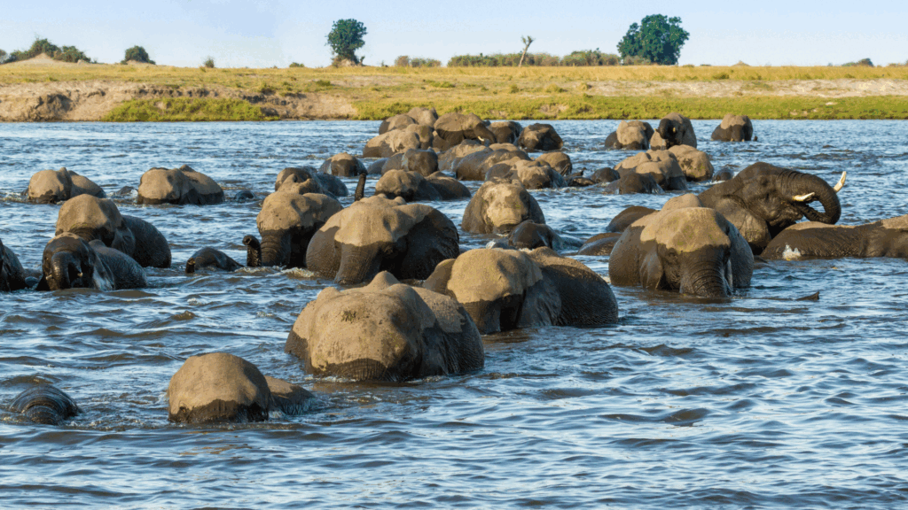 Elephants crossing Chobe River