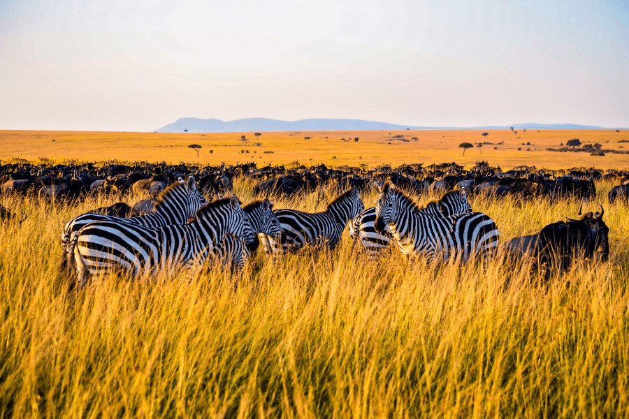 Tanzania safari