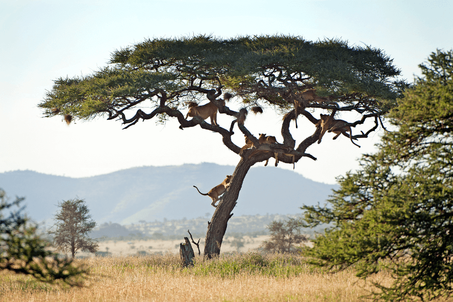 Lion climbing trees in the Serengeti