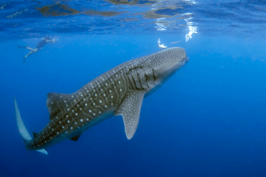 Africa's Marine World
