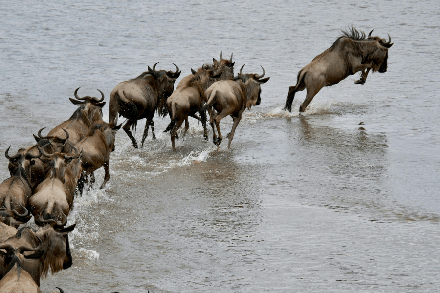Wildebeest river crossing