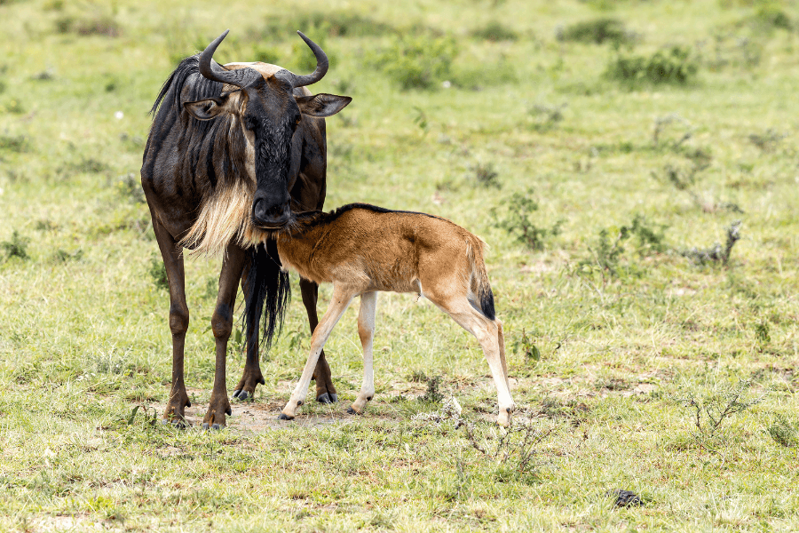 Calving season, spotlight on Serengeti