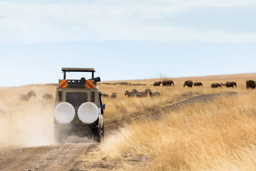 Spotlight on Serengeti