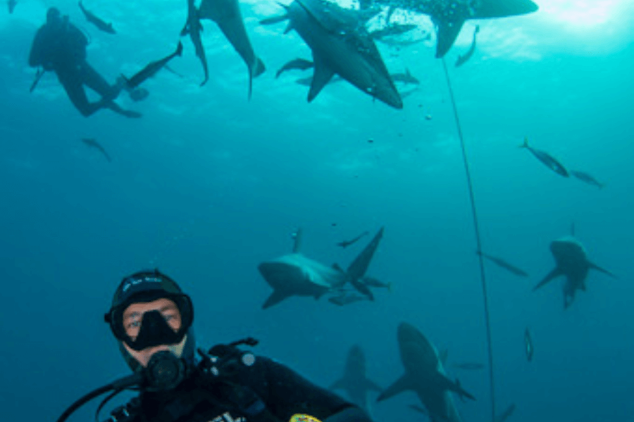 Diving with sharks